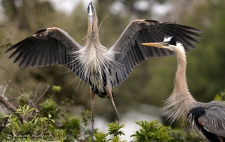 Great Blue Heron Nesting