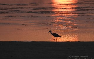 Florida Sunset