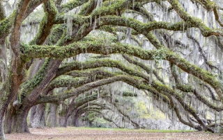 Live Oak Spanish Moss South Carolina