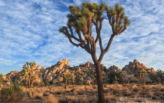 Sunrise Joshua Tree