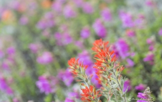 Wildflower Yosemite N.P.