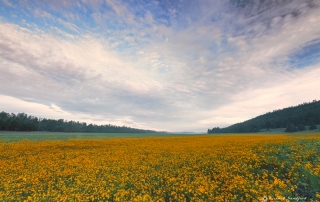 Yellow Wildflowers