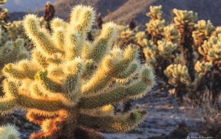 Cholla Cactus Garden