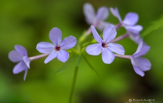 Smoky Mountains Wildflowers