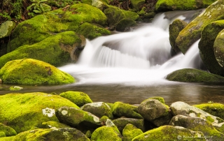 Moss Cover Stream GSMNP