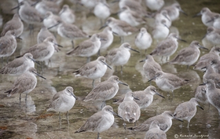 Flock of Willets