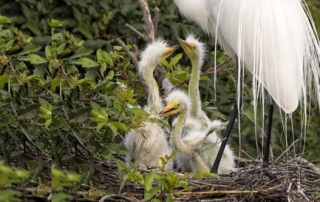 Great Egret Nesting