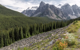 Alpine View Banff