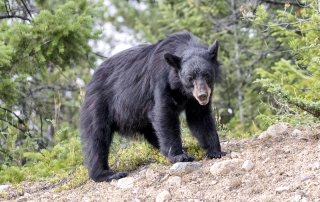 Jasper N.P. Black Bear