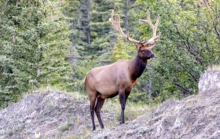 Jasper Elk