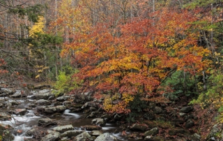 Fall Color Little River