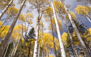 Yellow Aspen