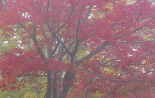 Red Maple Leaves in Fog