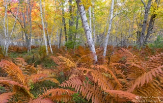Ferns and Birch of Acadia