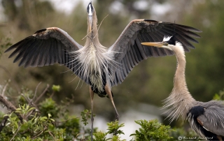 Nesting Herons