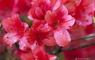 Pink Azalea Water Droplets