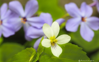 Moss Pinks Wild Violet