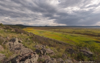 Mormon Lake Wildflowers