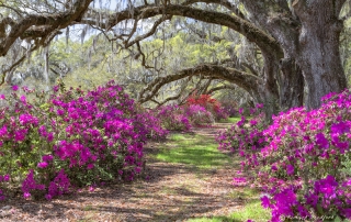 Magnolia Plantation Azaleas