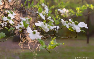 Old Sheldon Church Dogwood Blooms