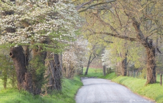 Sparks Lane Dogwoods Blooming