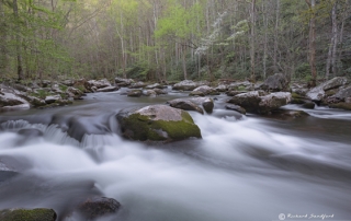 Dogwoods Tremont GSMNP