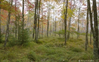 Fall in Acadia