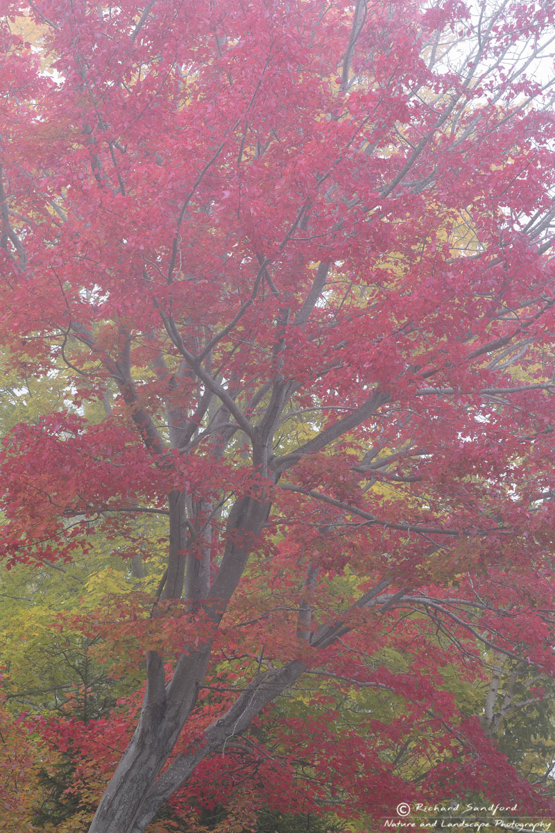 Brilliant red maple in full fall color on a foggy morning.  Acadia National Park, Maine.