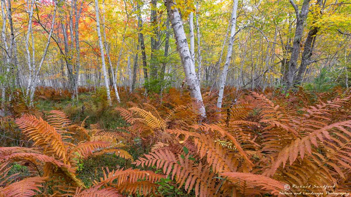 Late season ferns accent the white birch trees and other fall foliage colors. Sieur du Monts section of Acadia National Park, Maine.