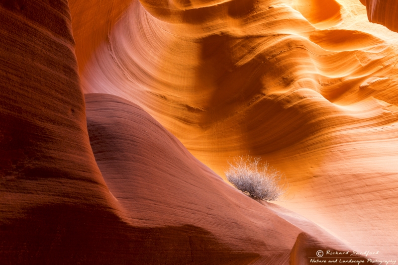 Sunlight illuminates the uniquely shaped sandstone walls of Secret Canyon, Page, Arizona.