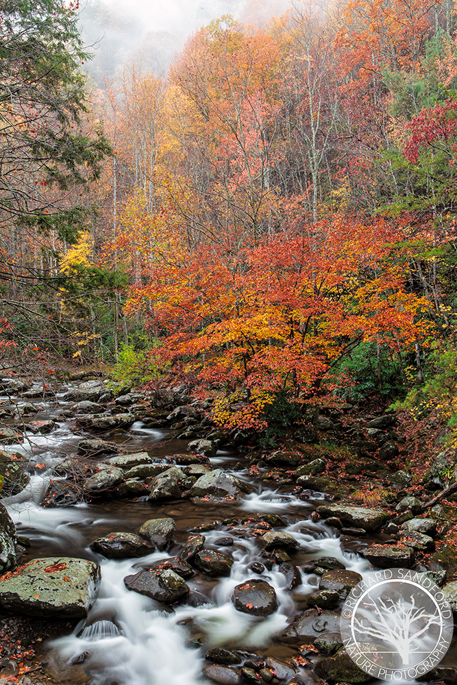 Fall Foliage on the Little River