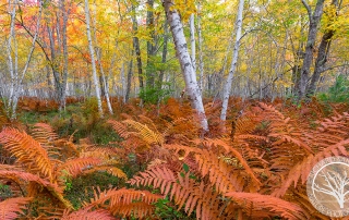Ferns and Birch Trees of Acadia
