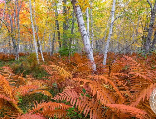 Ferns and Birch Trees of Acadia