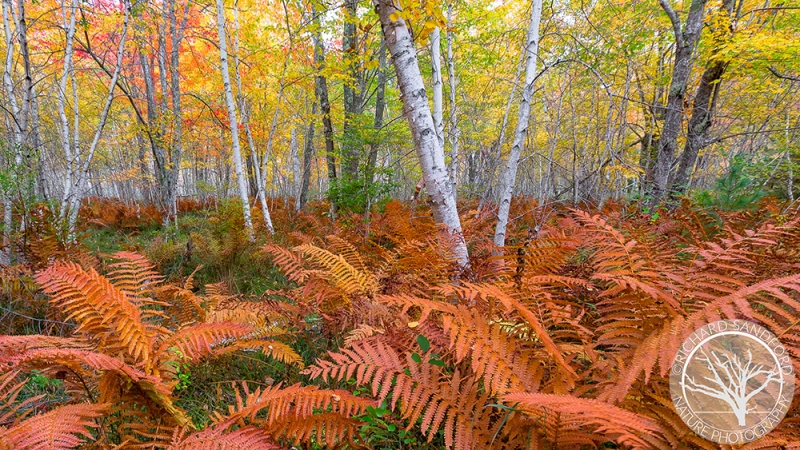 Ferns and Birch Trees of Acadia