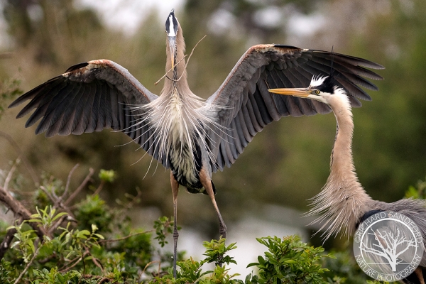 Nesting Great Blue Herons Nesting Great Blue Herons