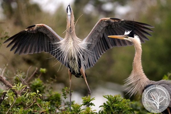 Nesting Great Blue Herons