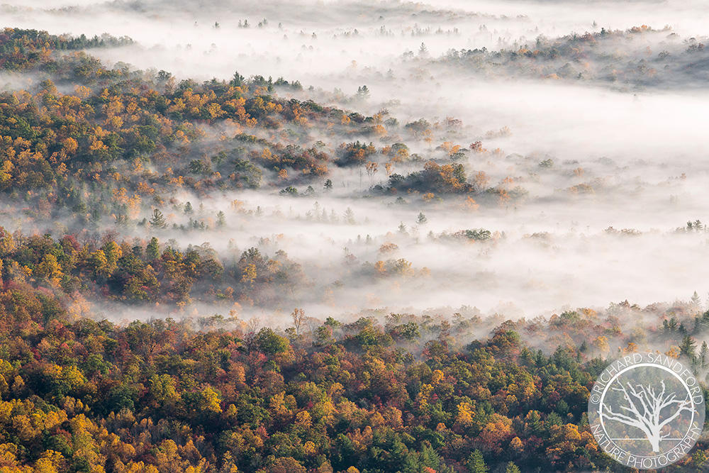 Autumn Fog